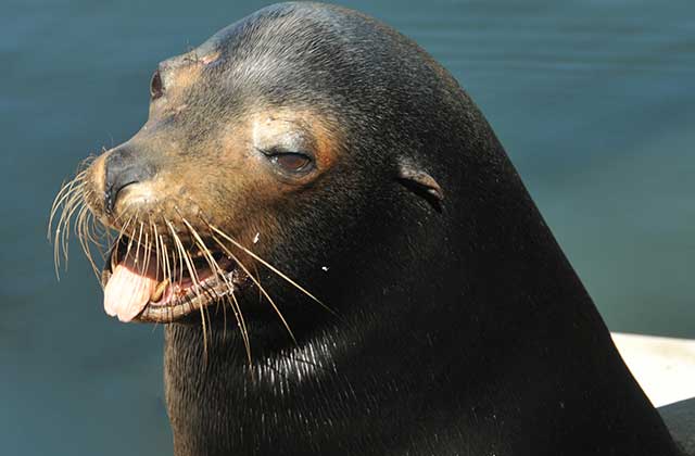 a whiskered seal with open mouth at dolphin research center marathon