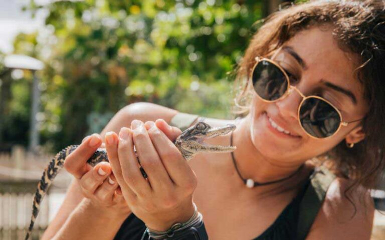young lady holding a tiny baby alligator at everglades alligator farm homestead