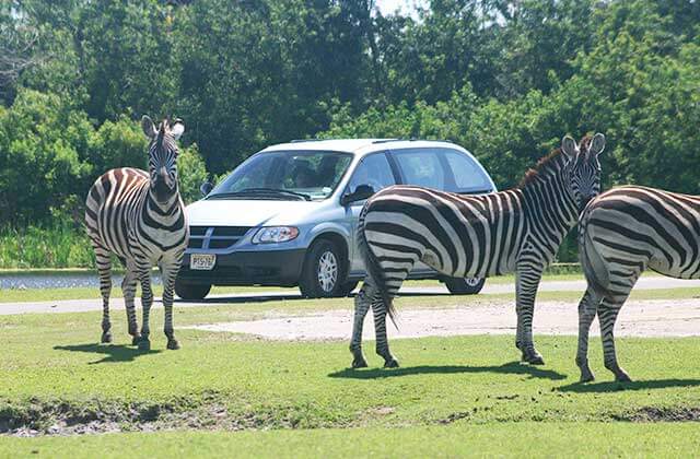 zebras standing in a field near a minivan at lion country safari loxahatchee