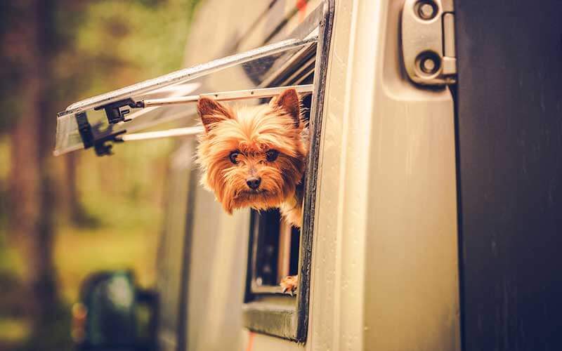 dog looks out from rv window from how to travel with your pet post