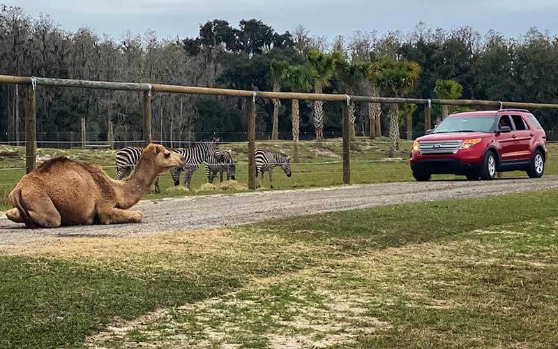 red car drives along safari path with camel and zebras at wild florida