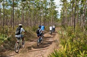 mountain bikers on ecotour path through everglades woods at homestead florida city destination feature