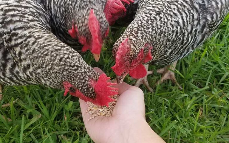 several black and white chickens with red combs eating feed from hand at pioneer village