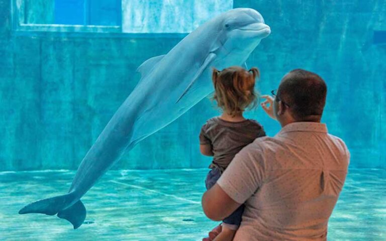 father holding toddler daughter up to aquarium glass to see dolphin at clearwater marine aquarium