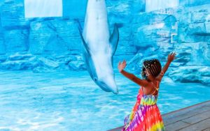 girl with rainbow dress viewing dolphin through glass at clearwater marine aquarium