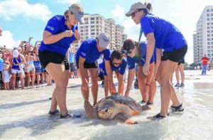 group releasing a rescued sea turtle on the beach at clearwater marine aquarium