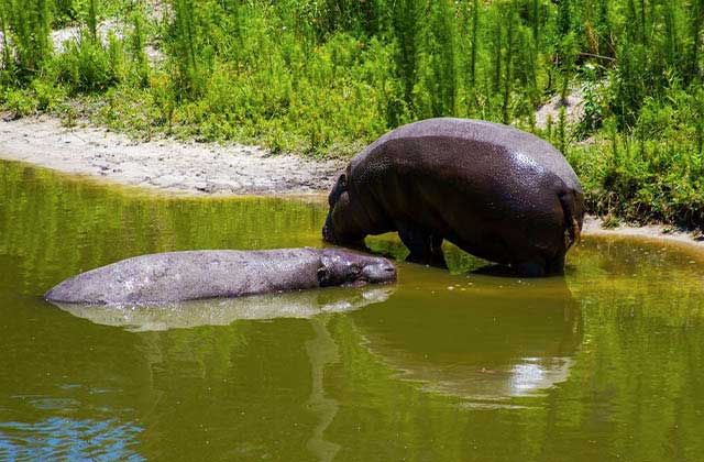 hippos sun themselves in a pond at giraffe ranch dade city