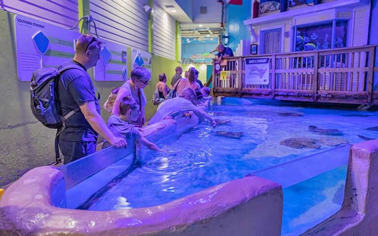 indoor stingray pool with people reaching into blue water with marine life at clearwater marine aquarium