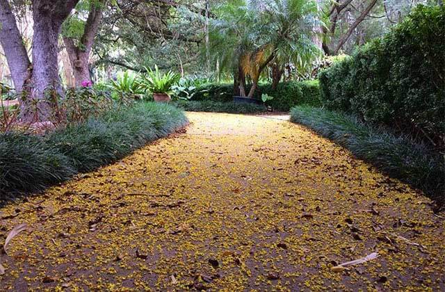 landscaped pathway covered in leaves at kanapaha botanical gardens gainesville