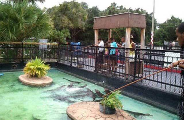 large alligator pool and people feeding with poles at kissimmee go karts florida