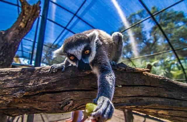 lemur reaching for food from a branch in an outdoor enclosure at giraffe ranch dade city