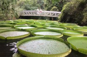 lilly pads with a couple on a bridge in the background at kanapaha botanical gardens gainesville