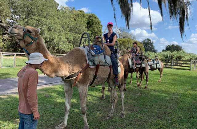 man and woman ride camels at giraffe ranch dade city
