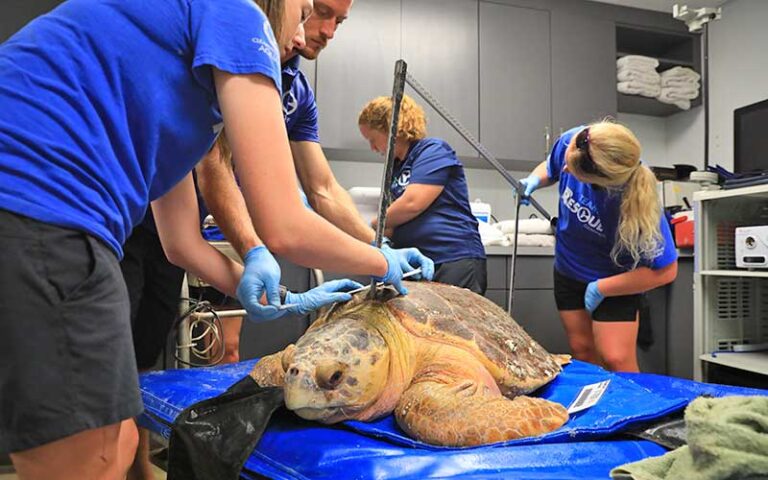 marine medical staff operating on sea turtle in treatment room at clearwater marine aquarium