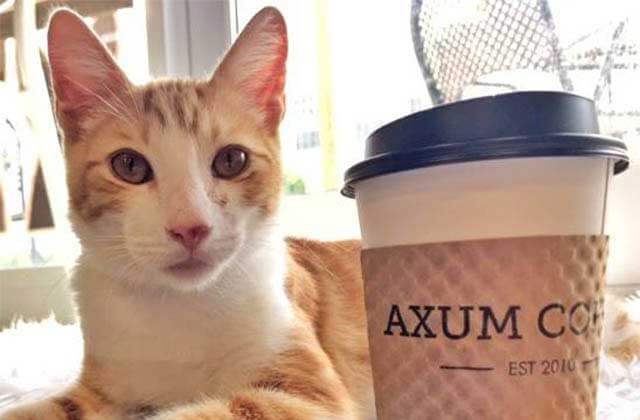orange and white cat next to coffee cup at orlando cat cafe clermont