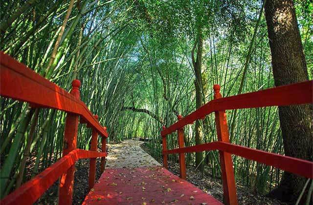 a red bridge through a bamboo forest at kanapaha botanical gardens gainesville