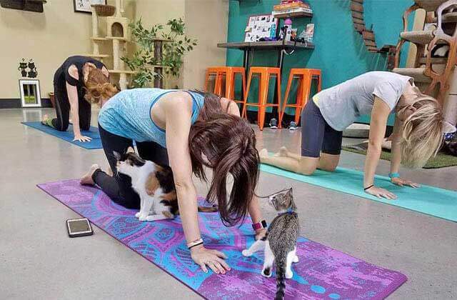 three ladies practice yoga with cats wandering around at orlando cat cafe clermont