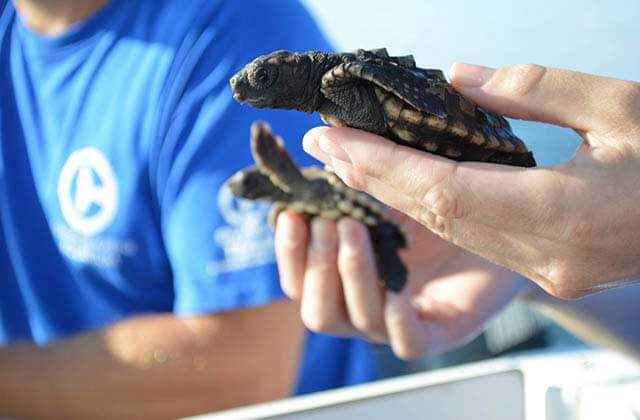 two baby turtles held by a trainer at clearwater marine aquarium