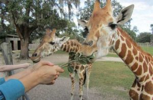 two giraffes eating branches and leaves from hands at giraffe ranch dade city