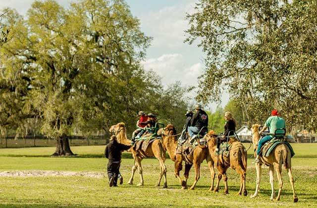 visitors riding camels through a field with trees at safari wilderness ranch lakeland