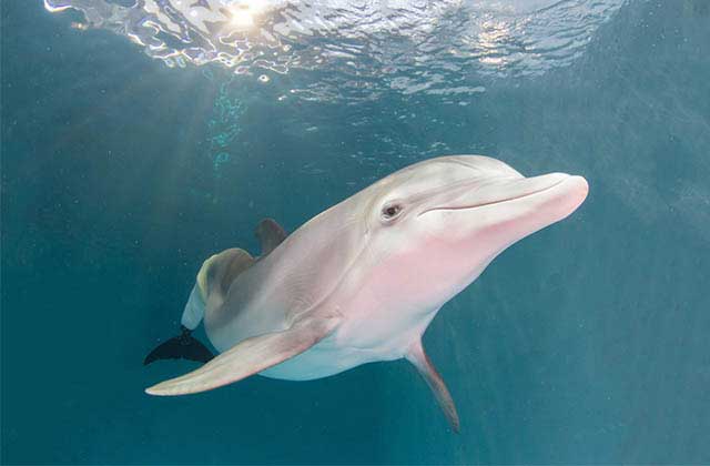 winter the dolphin with prosthetic tail at clearwater marine aquarium
