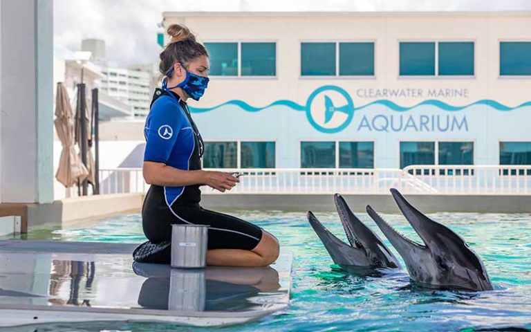 young lady trainer kneeling by tank feeding dolphins at clearwater marine aquarium