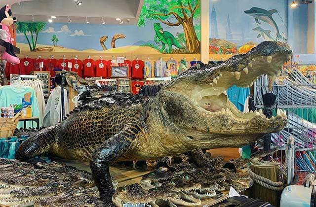 big alligator with dozens of alligator heads and racks of apparel in the background at treasure island gift shop orlando lake buena vista