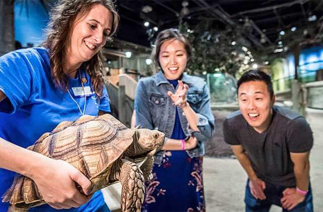 employee shows tortoise to interested couple at orlando science center