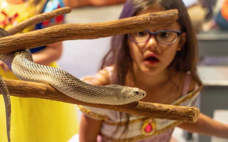 girl looking at snake in display case at orlando science center