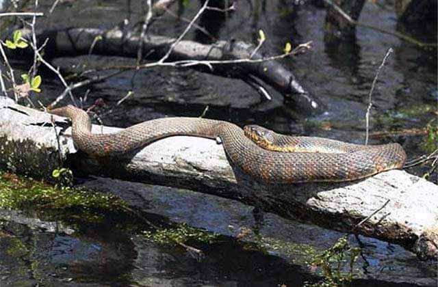 large snake sunning on a tree branch in the swamp at wild bills airboat tours inverness