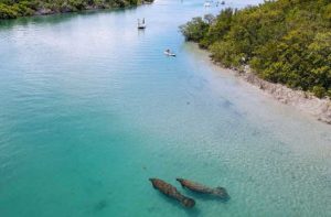 pair of manatees swimming in blue inlet for visit st lucie feature