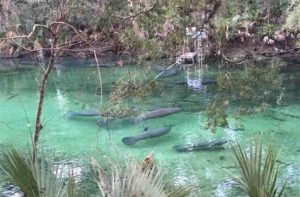 several manatees visible in clear green water near a dock at st johns river cruises at blue spring state park florida