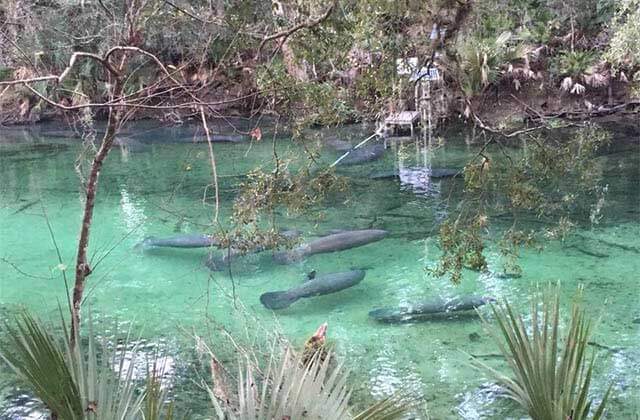 several manatees visible in clear green water near a dock at st johns river cruises at blue spring state park florida