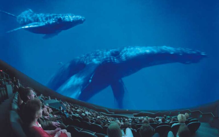 viewers in imax theater with whales on screen at orlando science center