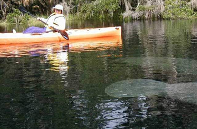 woman kayaking looks at manatees underwater at st johns river cruises at blue spring state park florida