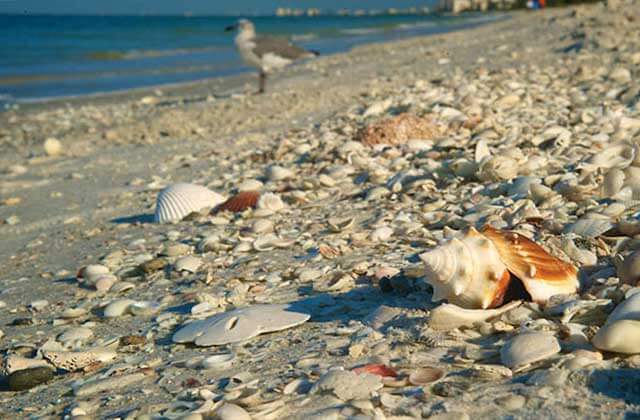 close up of shells on the beach with a seagull at fort myers sanibel island beaches