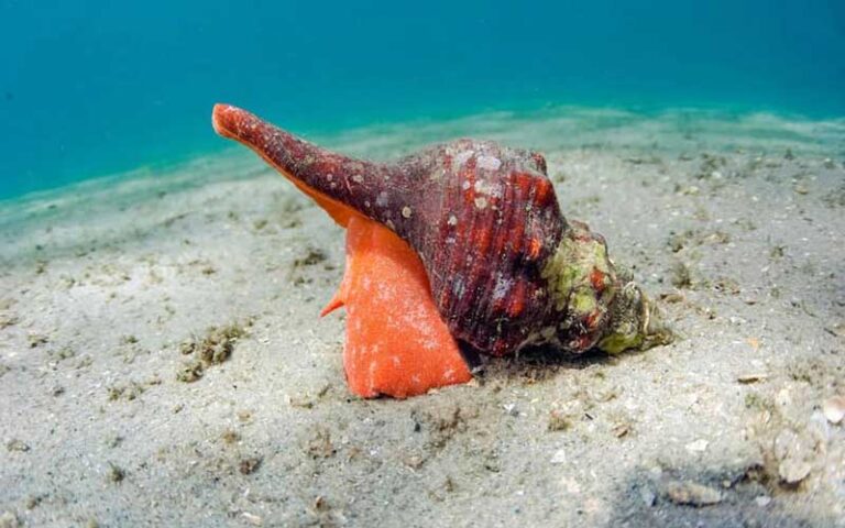 colorful shell on sand near water edge at fort myers sanibel island beaches