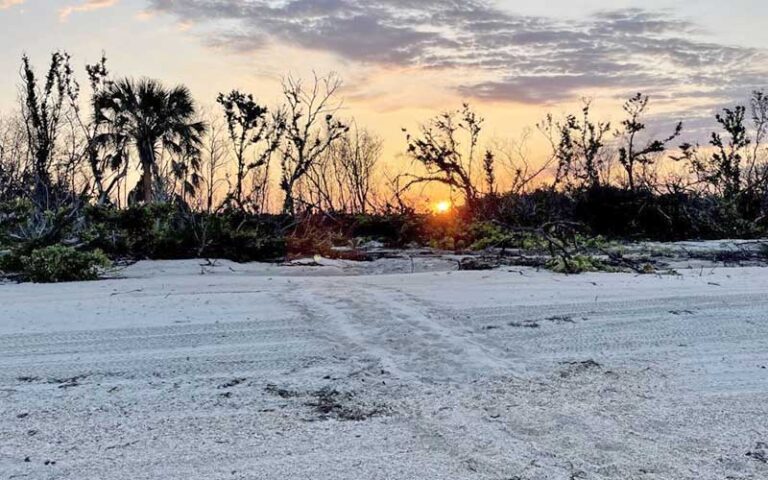 sunrise peeping through sea oats dune with turtle tracks on beach at fort myers sanibel island beaches