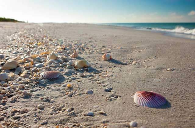 variety of shells on the beach at south west beaches