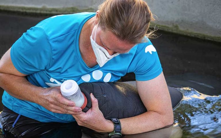 baby manatee being bottle fed by caretaker at zootampa at lowry park