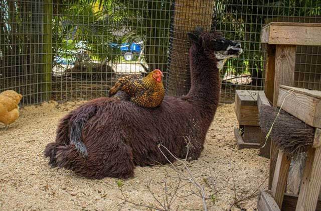 black alpaca with chicken sitting on its back in a pen at brevard zoo melbourne