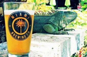 brand glass of draft on a bench with an iguana at miami brewing company