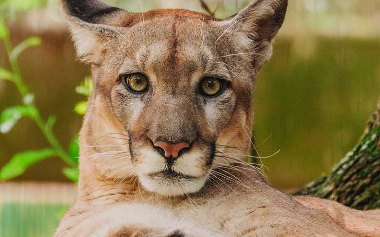 florida panther lying down at zootampa at lowry park