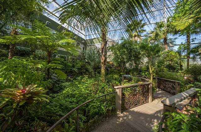 greenhouse area with tropical plants and trees with bridge walkway at butterfly rainforest at florida museum of natural history gainesville