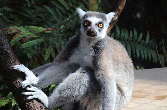 a lemur sits on a log in an exhibit at florida aquarium tampa