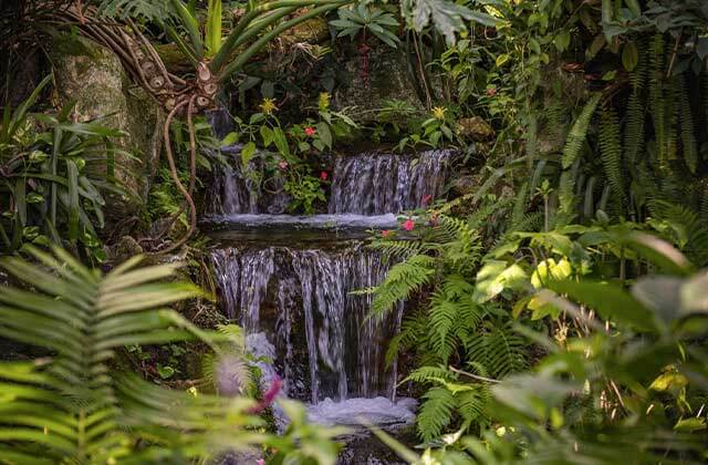 picturesque waterfalls with dense tropical foliage at butterfly rainforest at florida museum of natural history gainesville