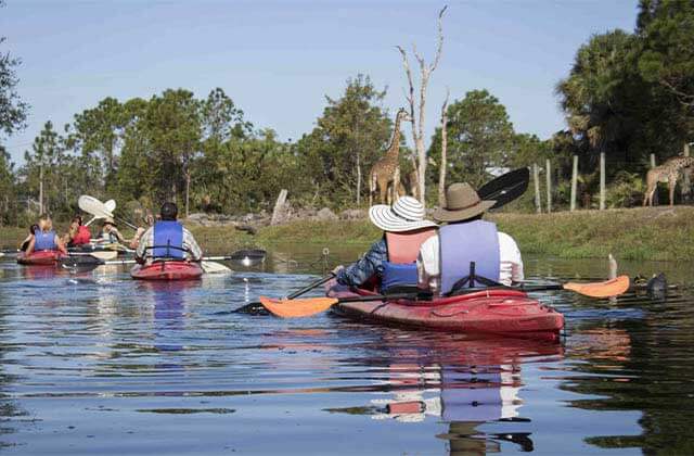 row of kayakers in a river near giraffes at brevard zoo melbourne