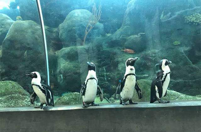 row of penguins stand along the edge of a coral tank at florida aquarium tampa