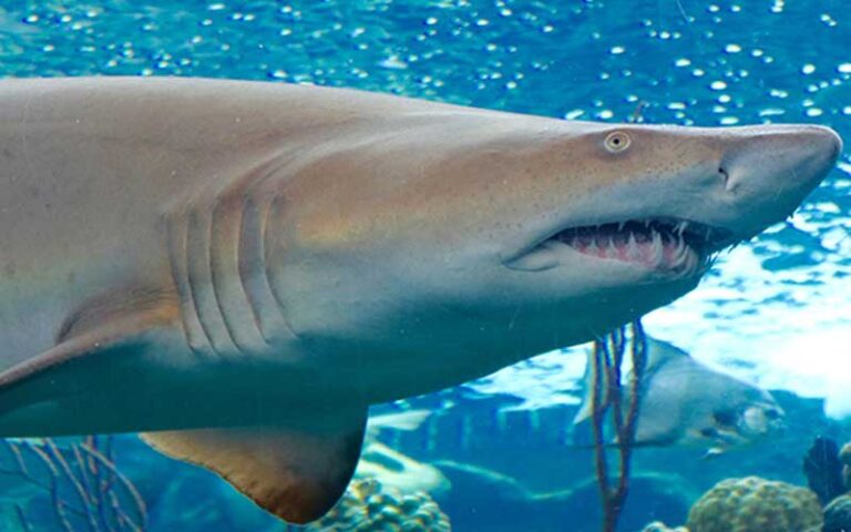 sand tiger shark in glass tank at the florida aquarium tampa