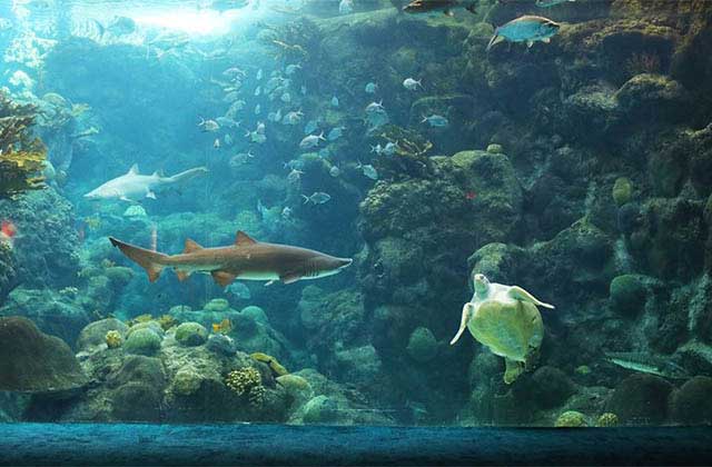 sharks and sea turtles swim around coral in an underwater tank at florida aquarium tampa